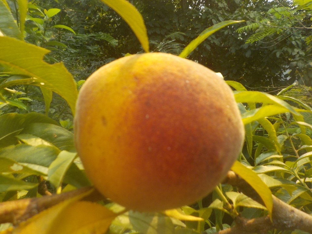 images/stories/virtuemart/product/DSCN1956 (Medium)6